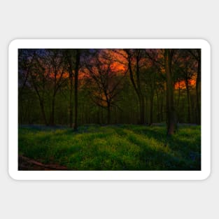 Bluebell Sunrise Sticker